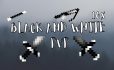 Black and White PvP Resource Pack [16×16] image 1